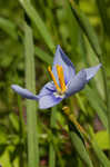 Prairie pleatleaf